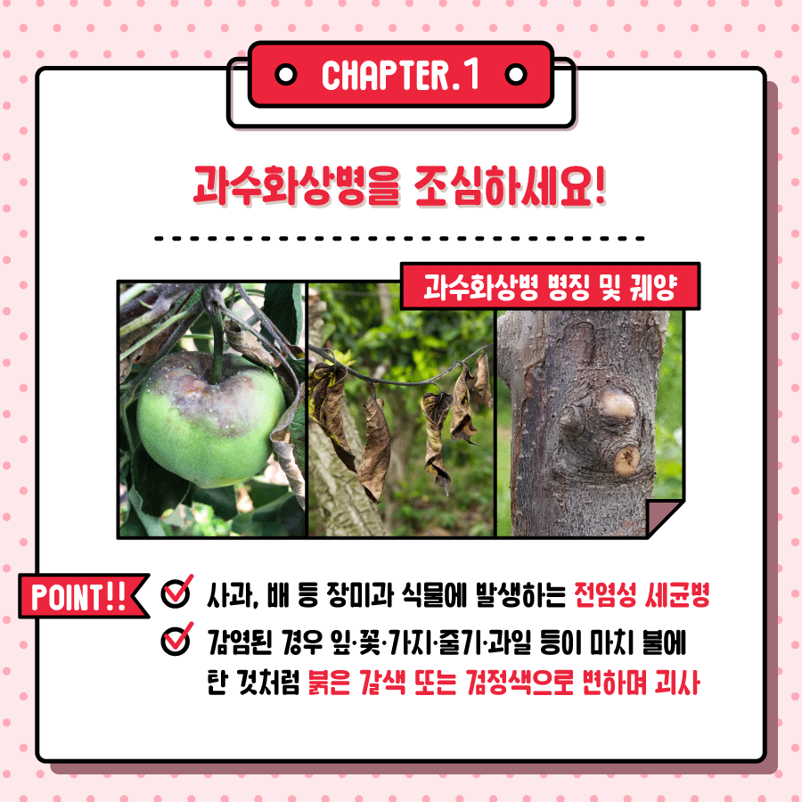 과수화상병 2